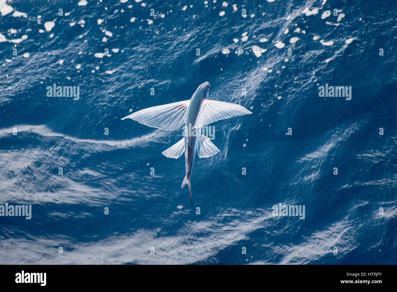 Fliegende Fische-Arten in der Luft, wissenschaftlicher Name unbekannt, abseits mehrere hundert Meilen Mauretanien, Nord-Afrika, Atlantik. Stockfoto