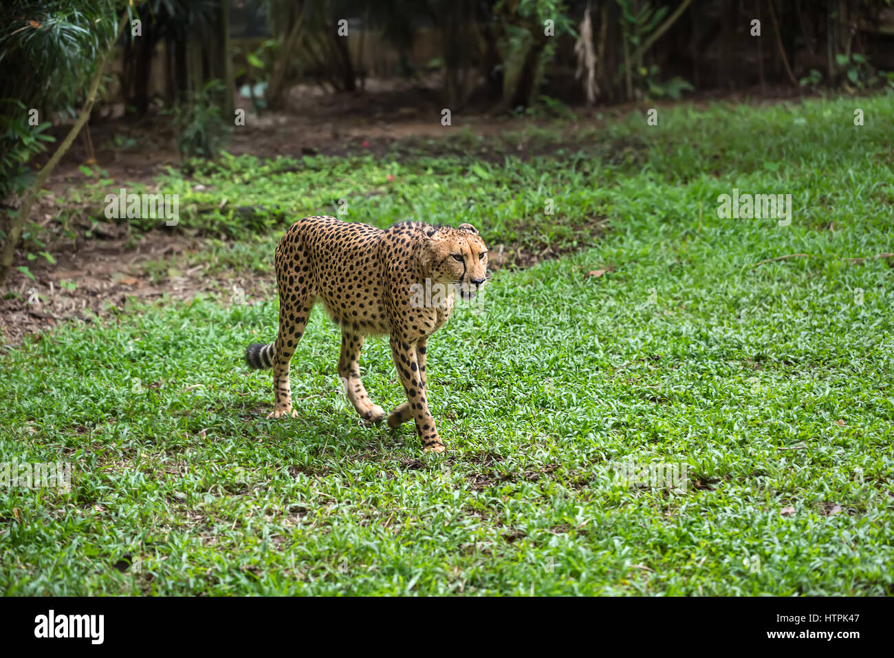 Erstaunliche Gepard bewegt sich auf dem Rasen vor dem Hintergrund der Bäume in den Zoo in Singapur. Closeup. Horizontale. Stockfoto