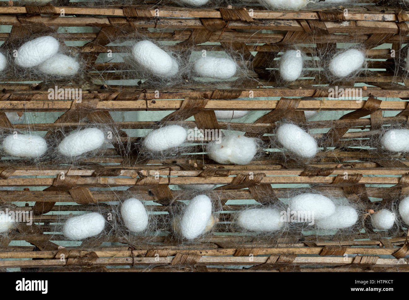 Seidenraupen-Kokons (Bombys Mori) auf Holzrahmen, Produktion von Seidenfäden. Stockfoto
