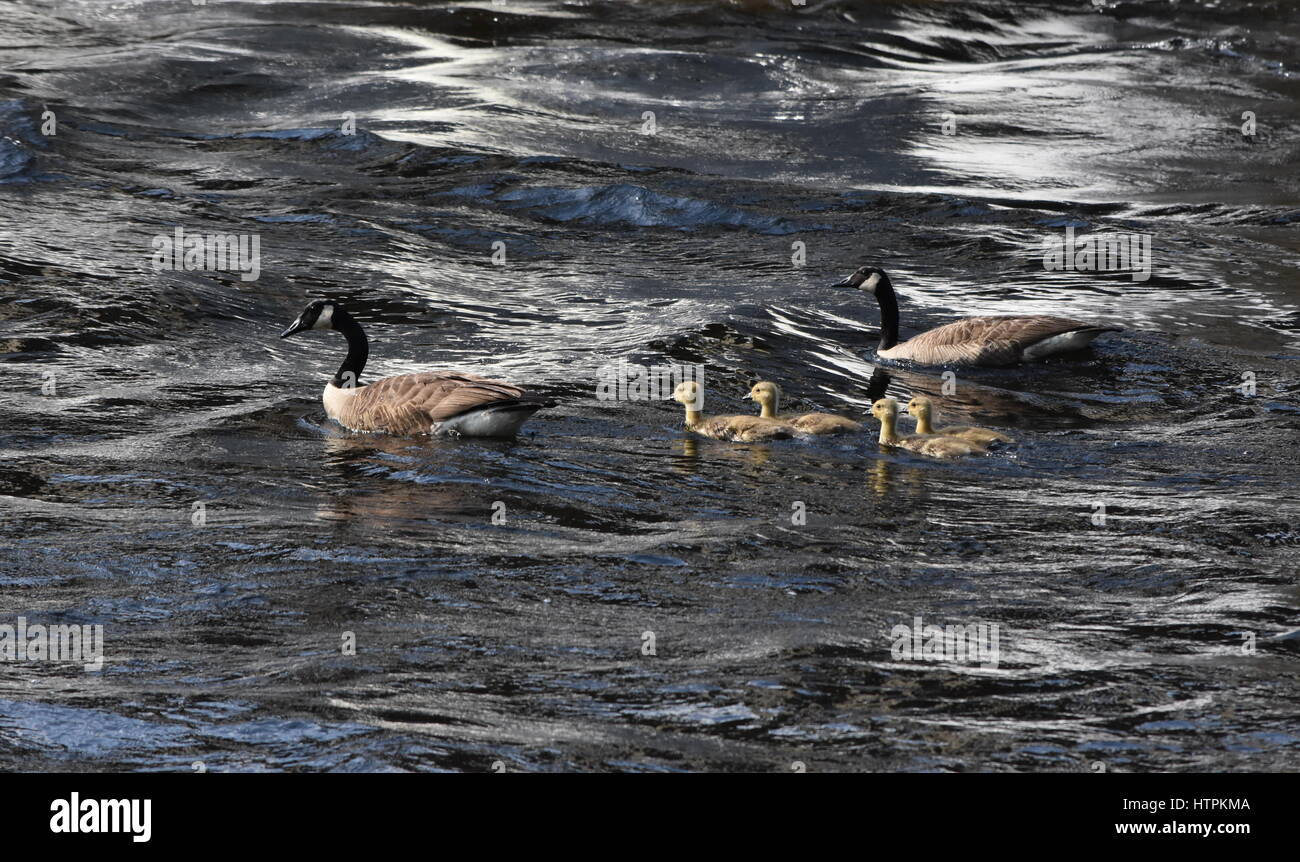 Ein paar Kanadagänse und ihre vier Gänsel paddeln Sie durch glitzernde Wasser. Stockfoto