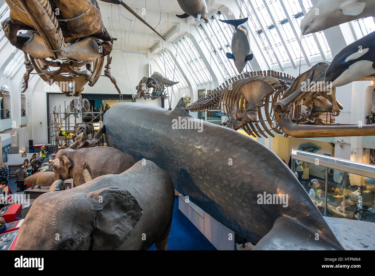 Blauwal im Naturkundemuseum Kensington London England Stockfoto