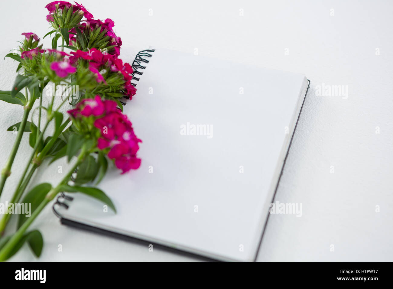 Rosa Blüten mit Spiral-Buch auf weißem Hintergrund Stockfoto
