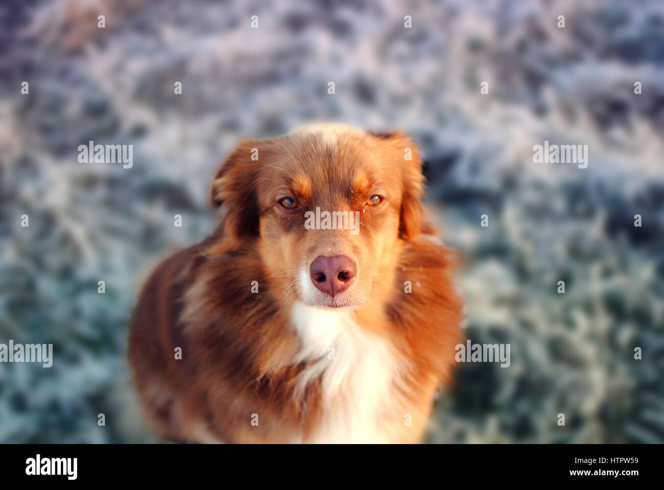 Australischer Schäferhund an einem sonnigen Wintertag Stockfoto