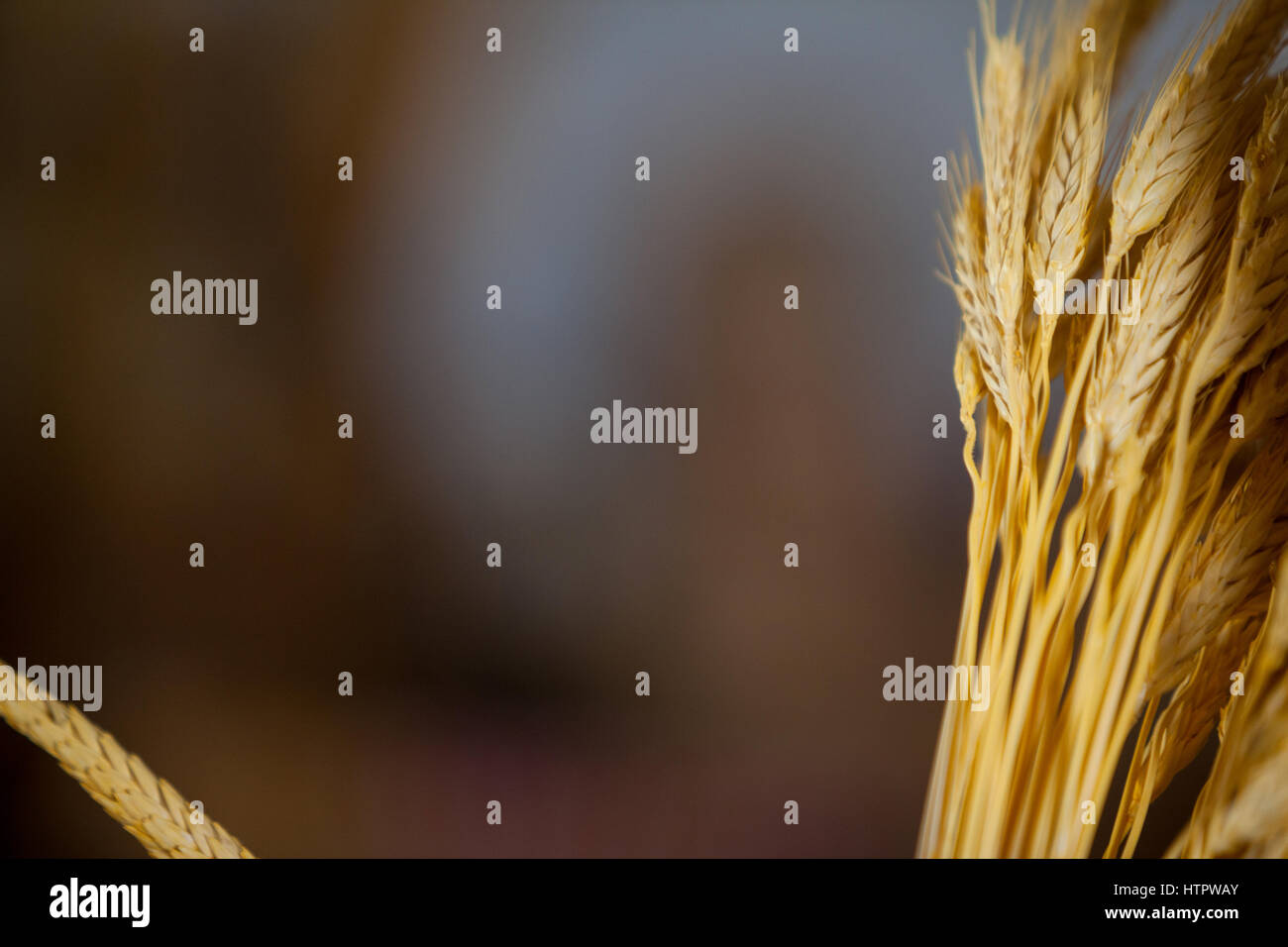 Nahaufnahme der Ähren in Bäckerei am Markt Stockfoto