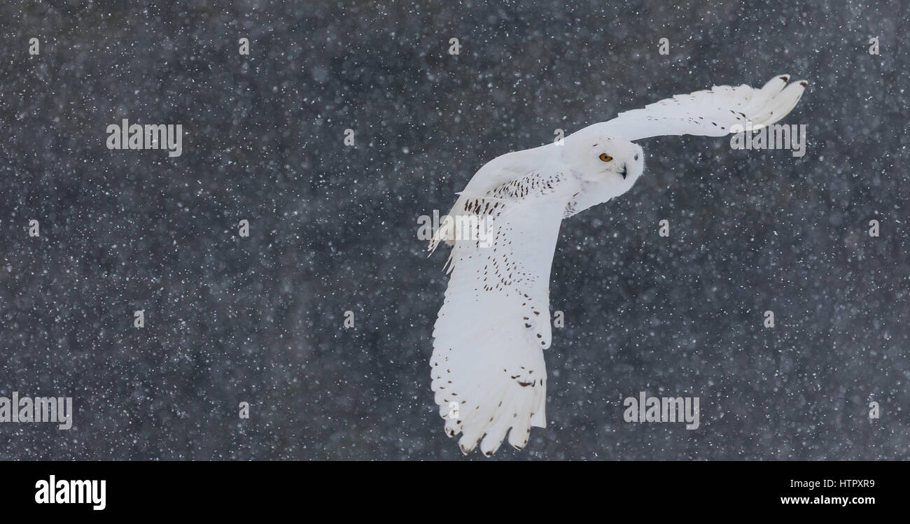 Die Schnee-Eule (Bubo Scandicus) ist eine große weiße Eule der typischen Eule-Familie. Sie sind heimisch in arktischen Regionen in Nordamerika und Eurasien. Stockfoto