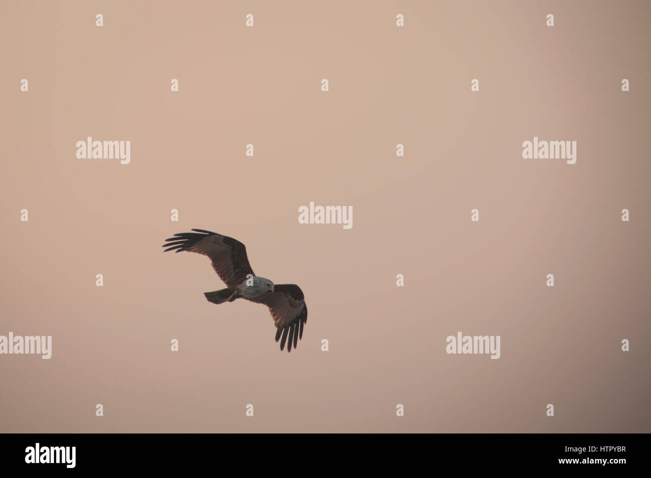 Ein Brahminy Kite-Adler im Sundarbans Nationalpark in Bangladesch Stockfoto