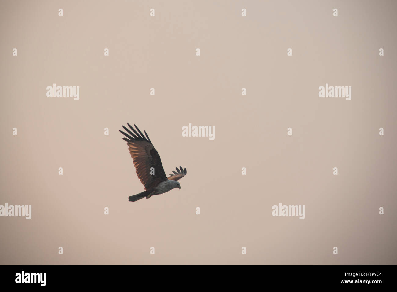 Ein Brahminy Kite-Adler im Sundarbans Nationalpark in Bangladesch Stockfoto