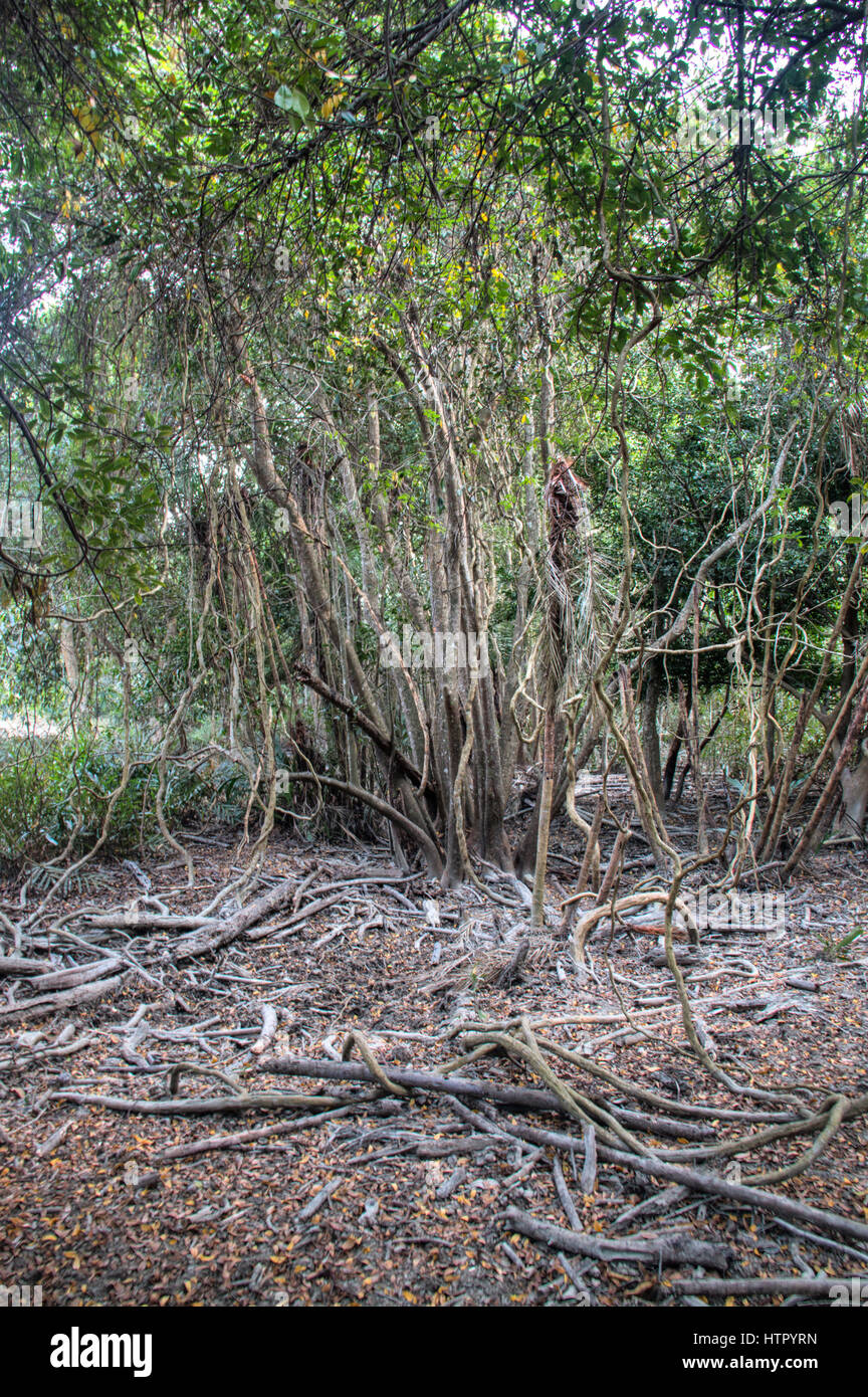 Baum in den Sundarbans Nationalpark, berühmt für seine Royal Bengal Tiger in Bangladesch Stockfoto