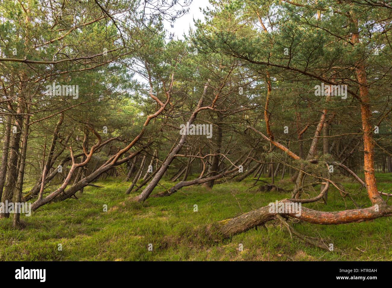 Holz von Pinien entlang der sandigen Erde von der baltischen Küste, Kurland spucken in der Nähe von Rossitten, Litauen, Osteuropa Stockfoto