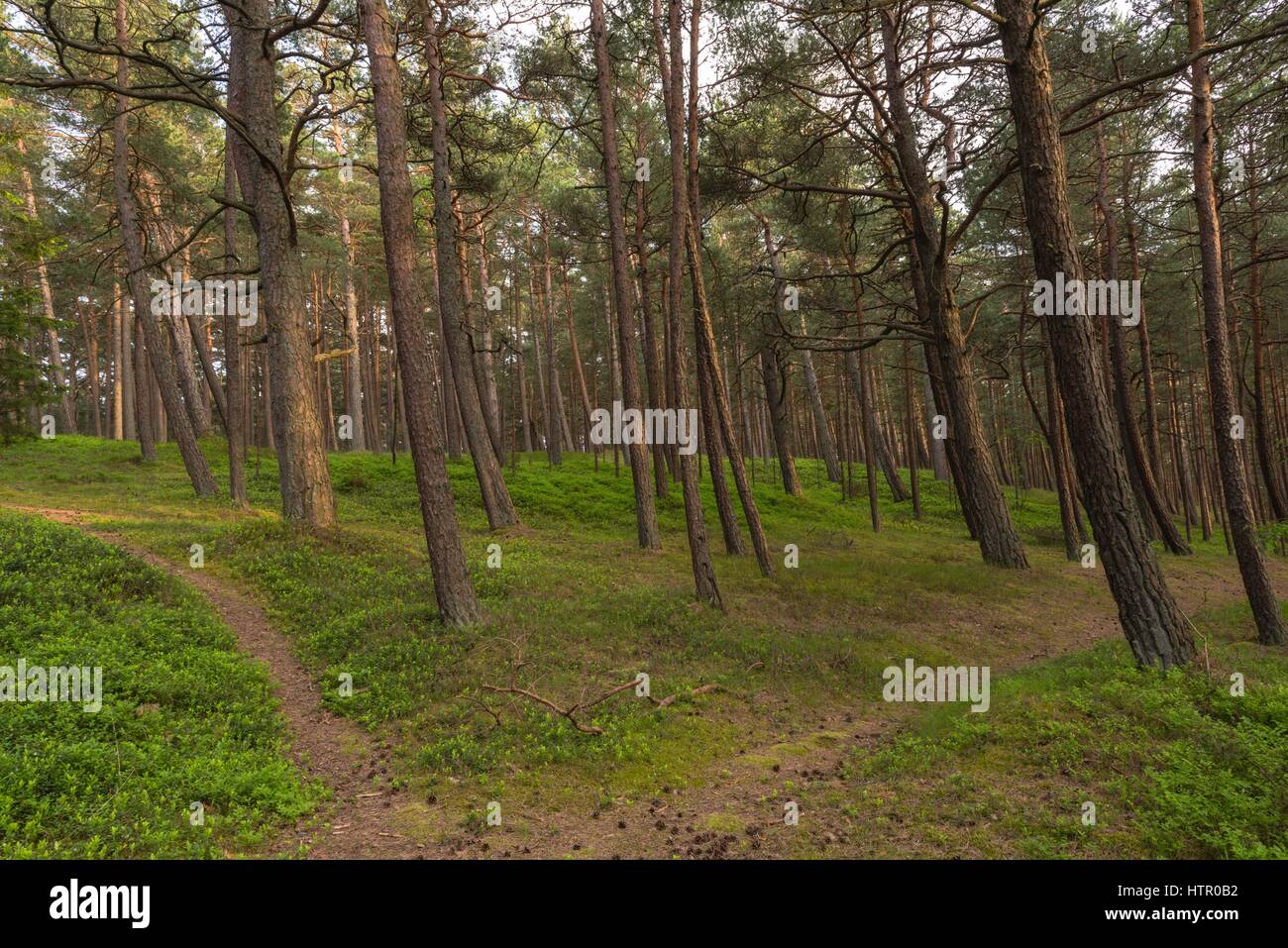 Holz von Pinien entlang der sandigen Erde von der baltischen Küste, spucken Kurland, Litauen, Osteuropa Stockfoto