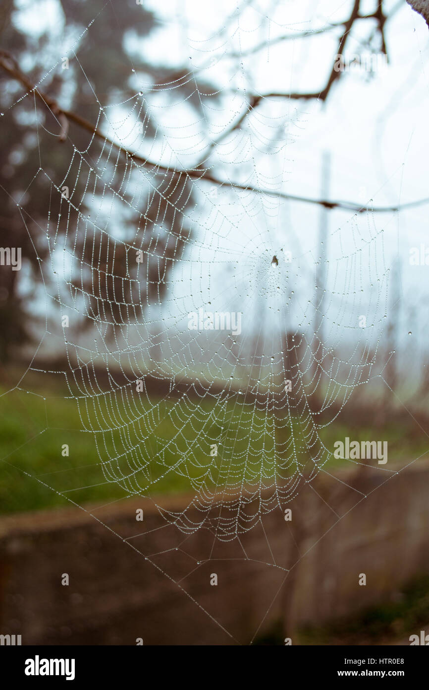 Nahaufnahme der Saiten eines Web-Spinnen Stockfoto