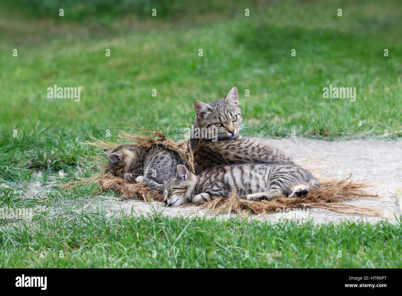 Liegende Katze mit Kätzchen - müde Katzen schlafen Stockfoto