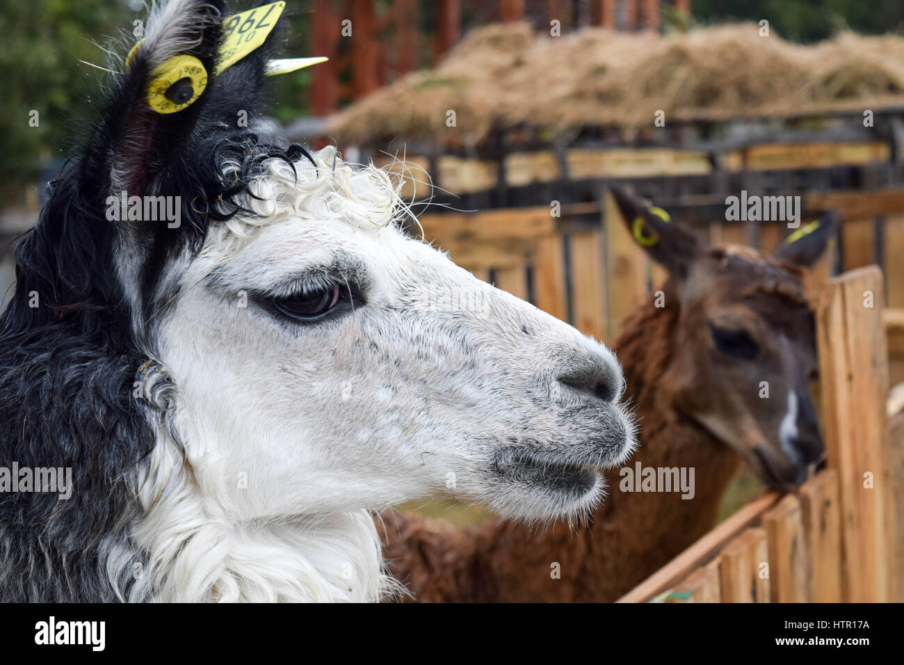 Bild von zwei Lamas während des Festivals costumbrista chilote Stockfoto