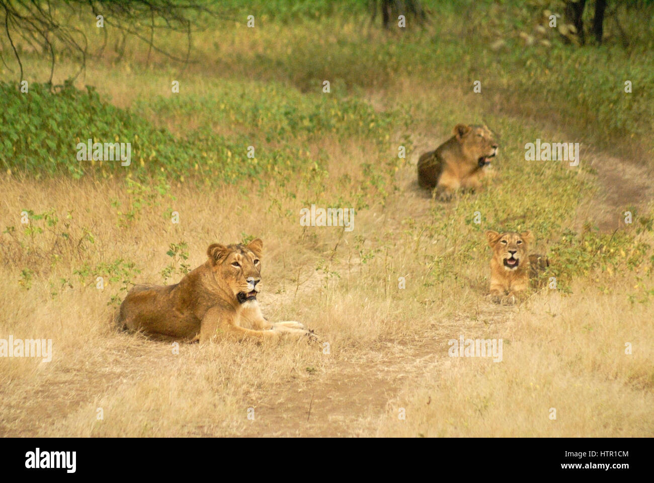 Asiatische (indische) Löwen in Sasan Gir (Gir Wald), Gujarat, Indien Stockfoto
