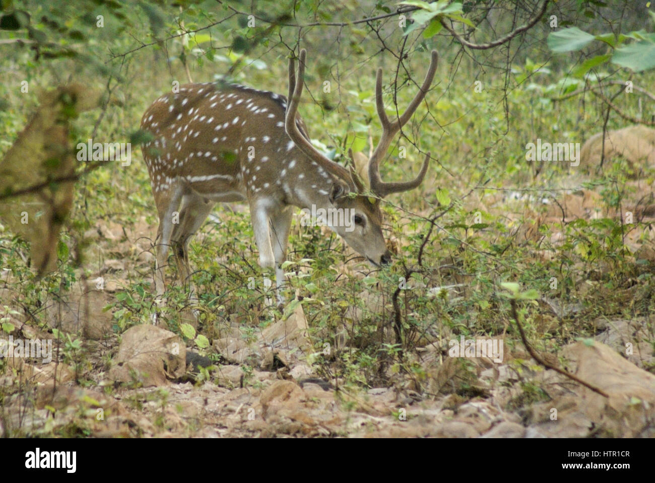 Mann entdeckt oder Axishirsche (chital) samt Browsen im Sasan Gir (Gir Wald), Gujarat, Indien Stockfoto