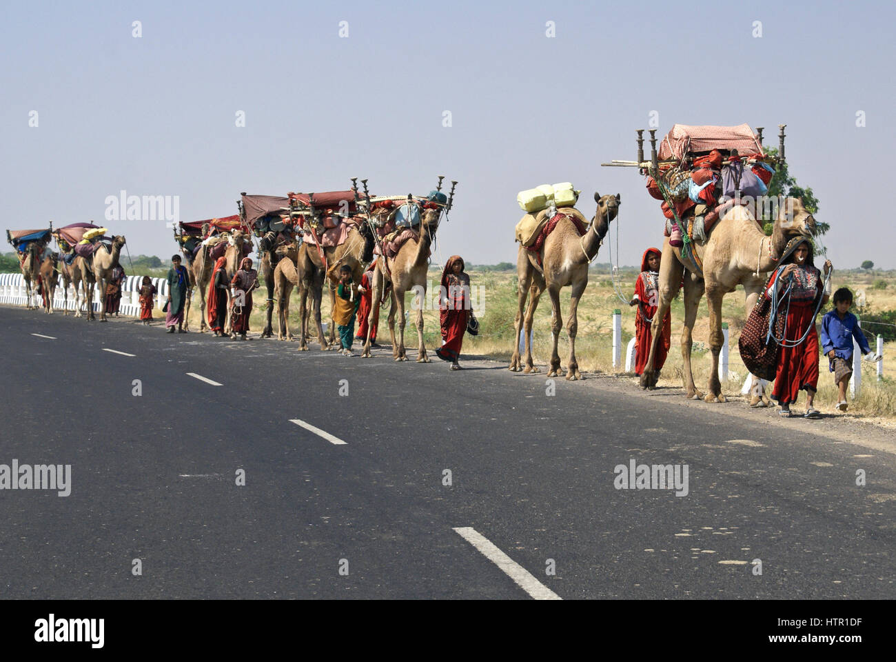Rabari (Rewari oder Desai) Nomaden und ihren Kamelen unterwegs, Gujarat, Indien Stockfoto