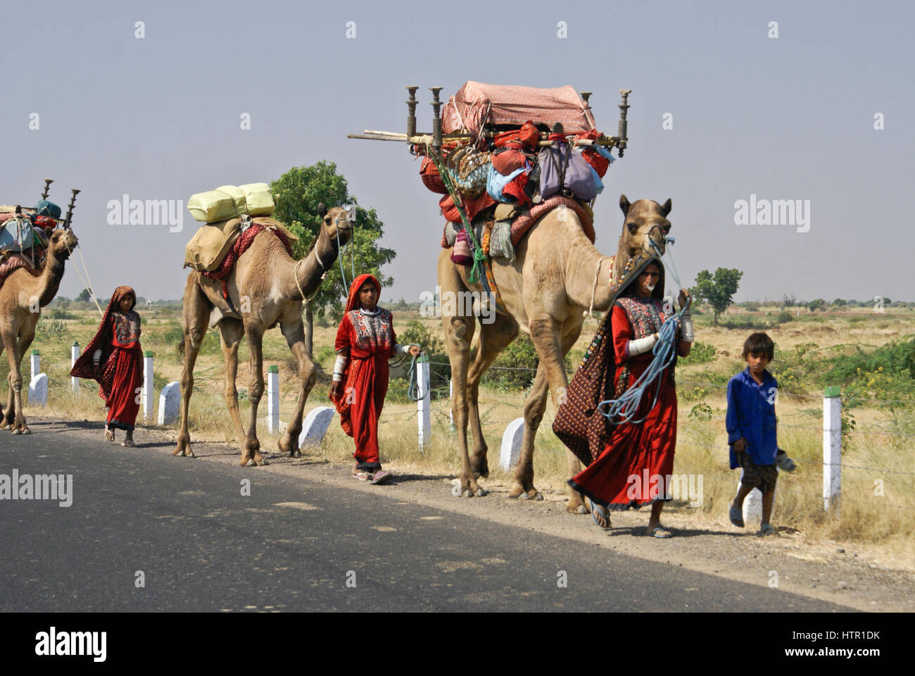 Rabari (Rewari oder Desai) Nomaden und ihren Kamelen unterwegs, Gujarat, Indien Stockfoto