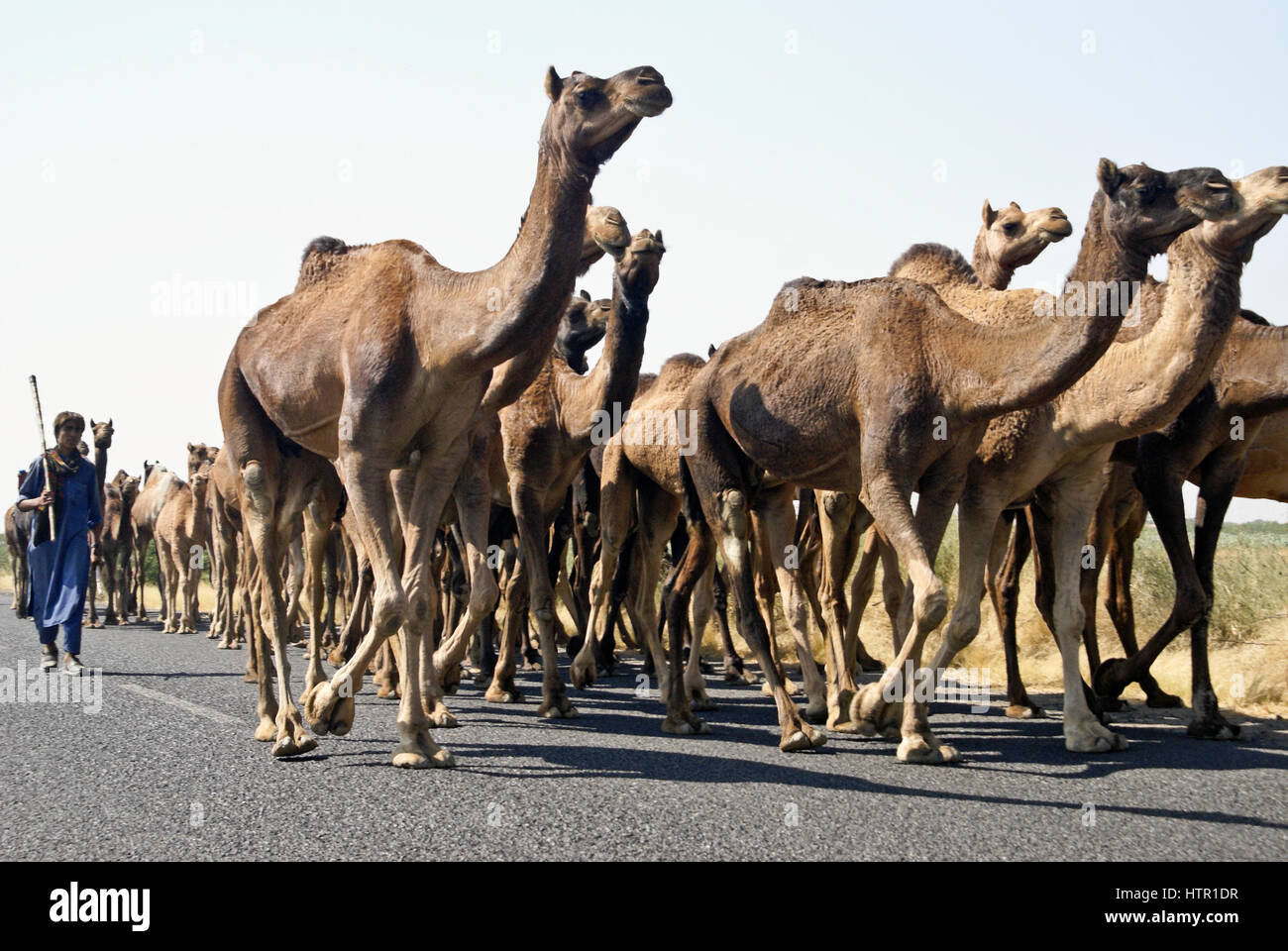 Rabari (Rewari oder Desai) Nomad und seinen Kamelen unterwegs, Gujarat, Indien Stockfoto