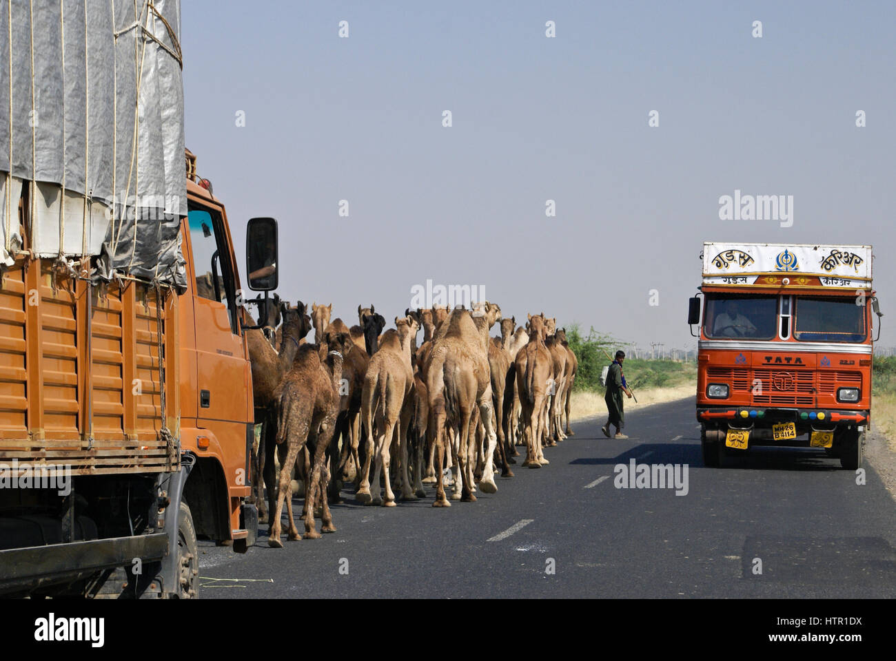 Rabari (Rewari oder Desai) Nomad und seinen Kamelen auf der Autobahn, Gujarat, Indien Stockfoto