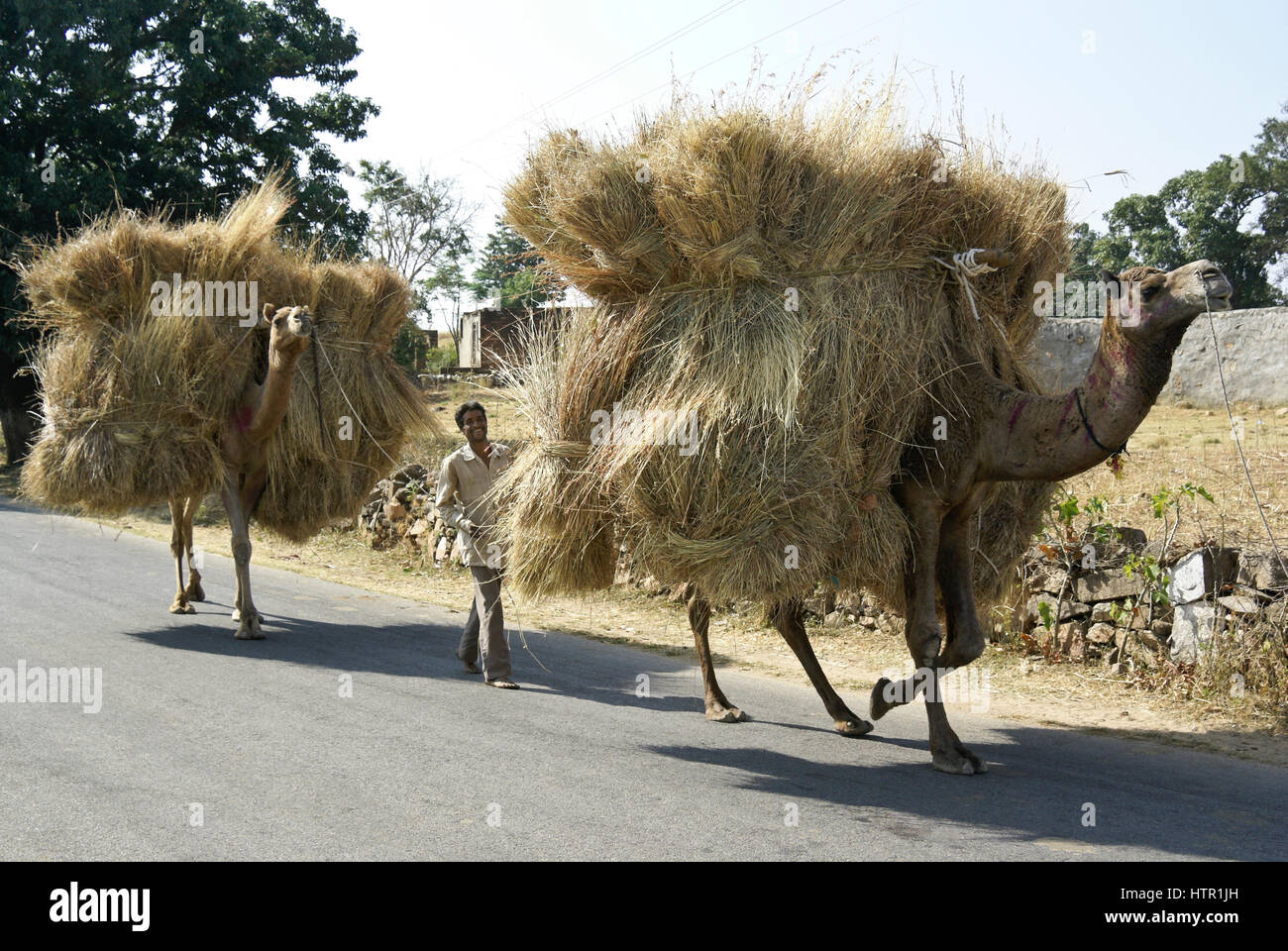 Kamele tragen geerntet Heu aus Feldern, Rajasthan, Indien Stockfoto