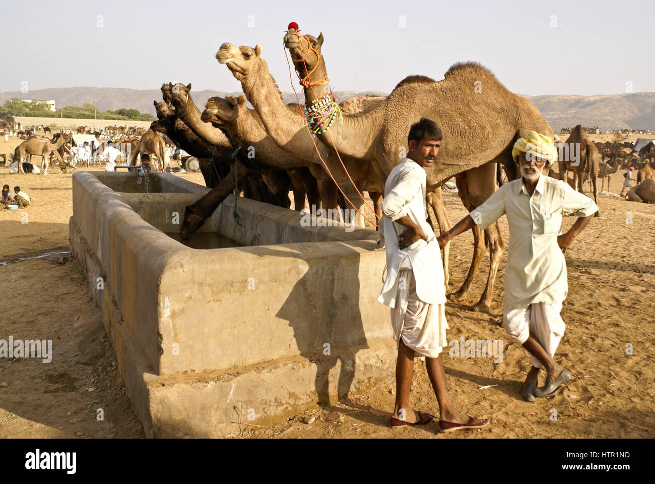 Rajasthani Männer mit Kamelen am Wassertrog, Pushkar Kamel und faire Rinder, Rajasthan, Indien Stockfoto