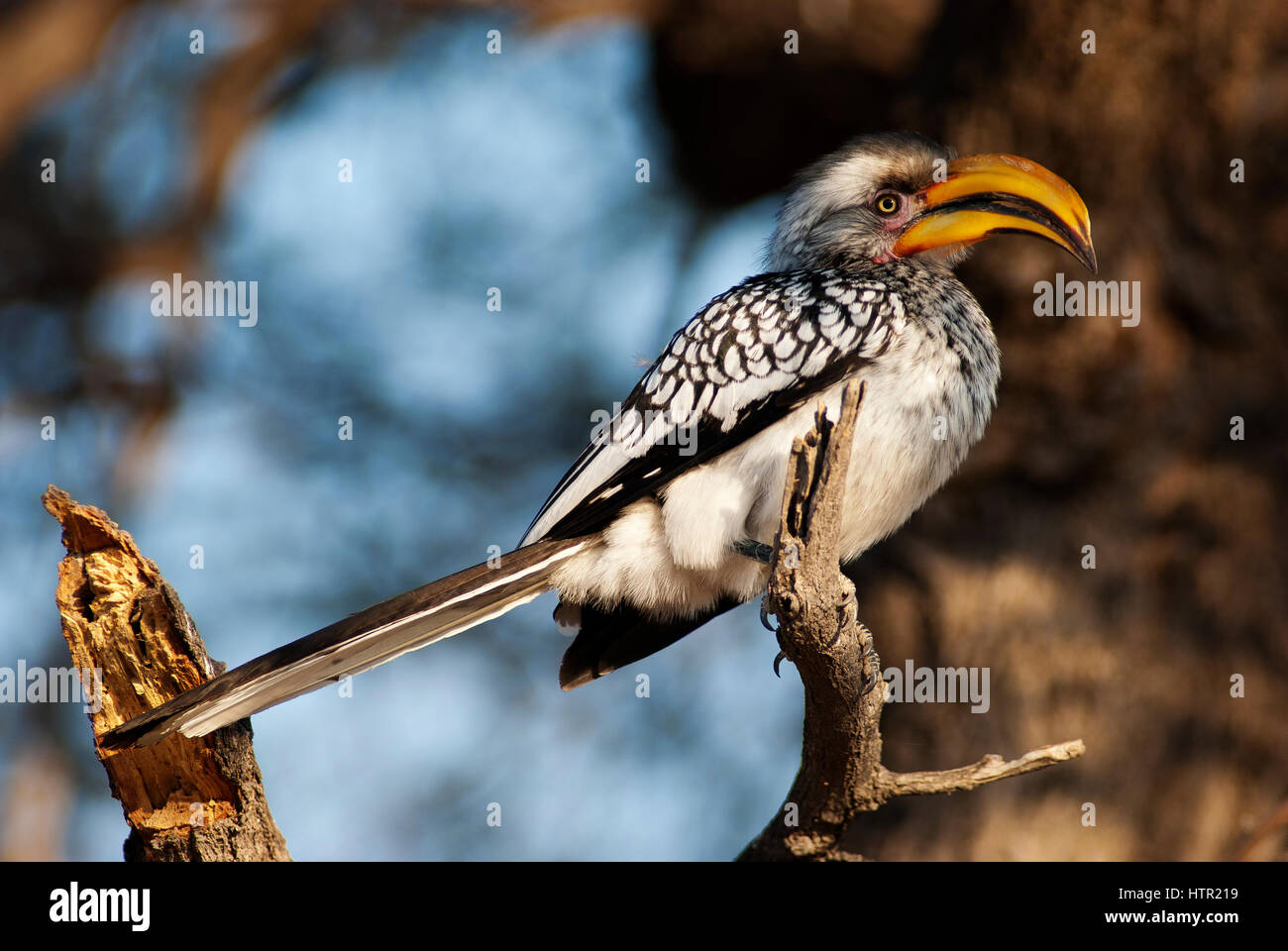 Southern Yellow-billed Hornbill auf Deception Valley, Central Kalahari Nationalpark, Botswana Stockfoto