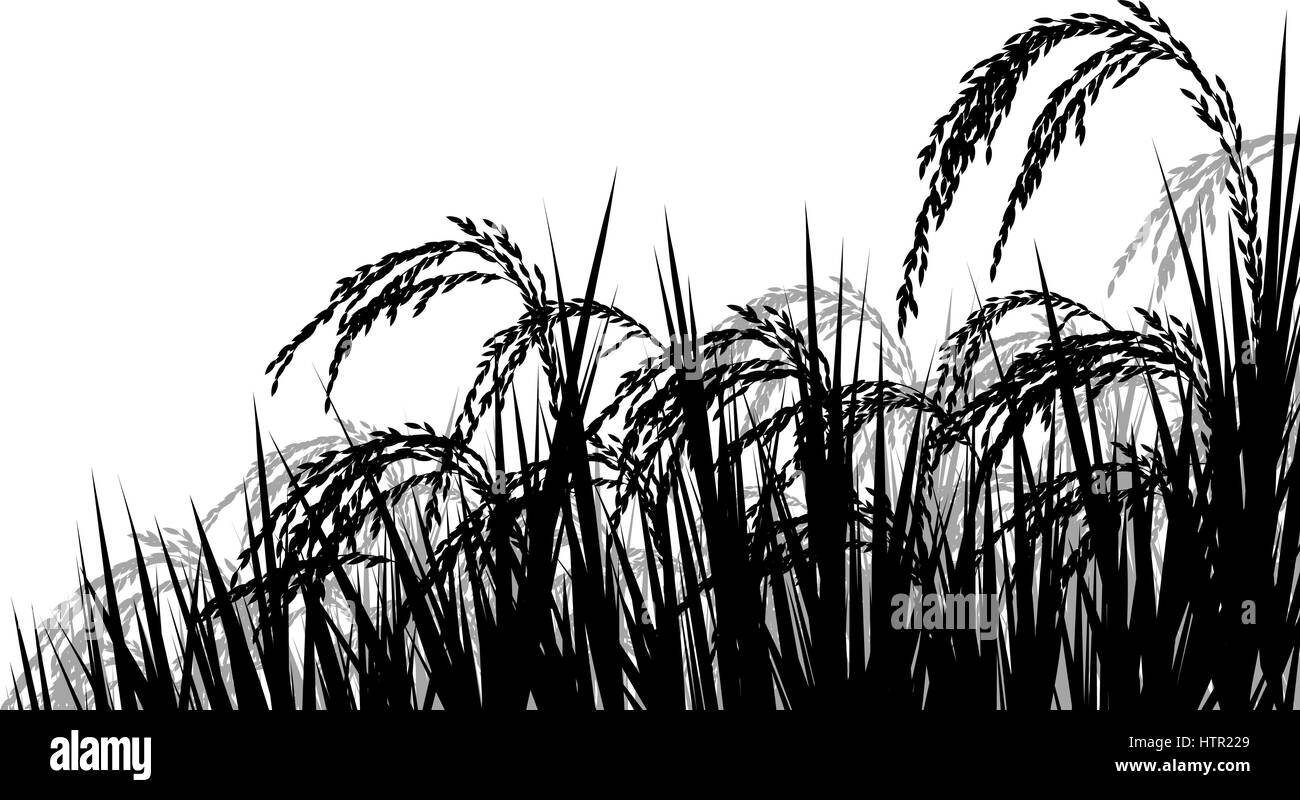 Vektor-Silhouette-Illustration von Reife Reis Pflanze Seedheads reif für die Ernte Stock Vektor