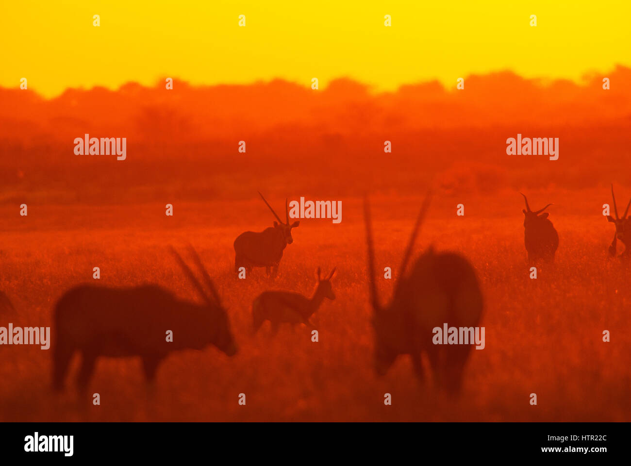 Sonnenuntergang am Deception Valley, Central Kalahari Nationalpark, Botswana Stockfoto