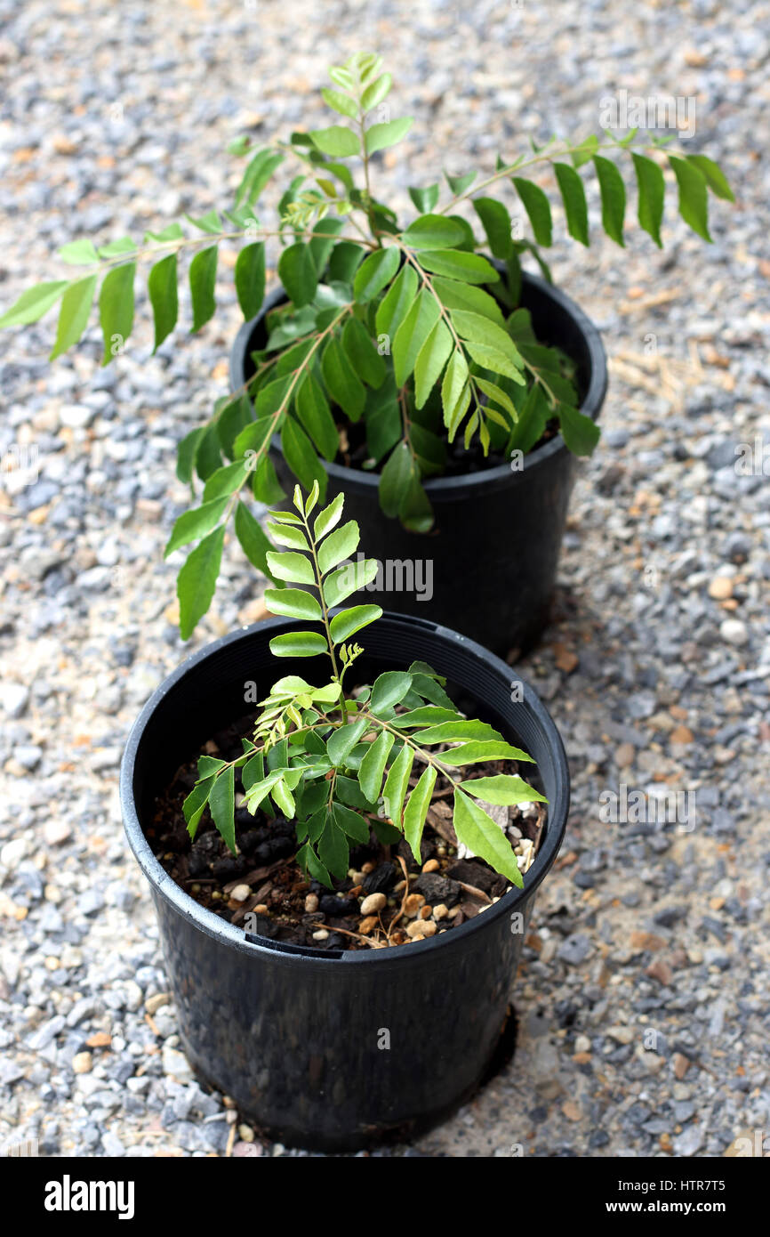 Curry-Pflanzen - Murraya Koenigii Sämlinge wachsen in einem Topf Stockfoto