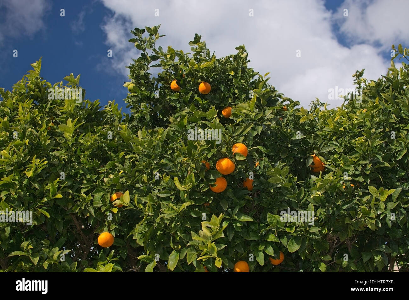 Frische Orangen auf einem Baum in Mallorca, Balearen, Spanien im Februar. Stockfoto