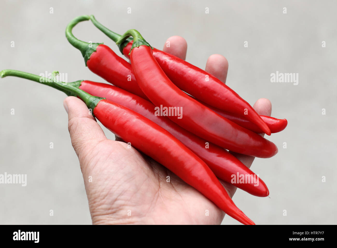 Halten Hause gewachsen frisch lange rote Chilis oder bekannt als rote Cayenne in der hand Stockfoto