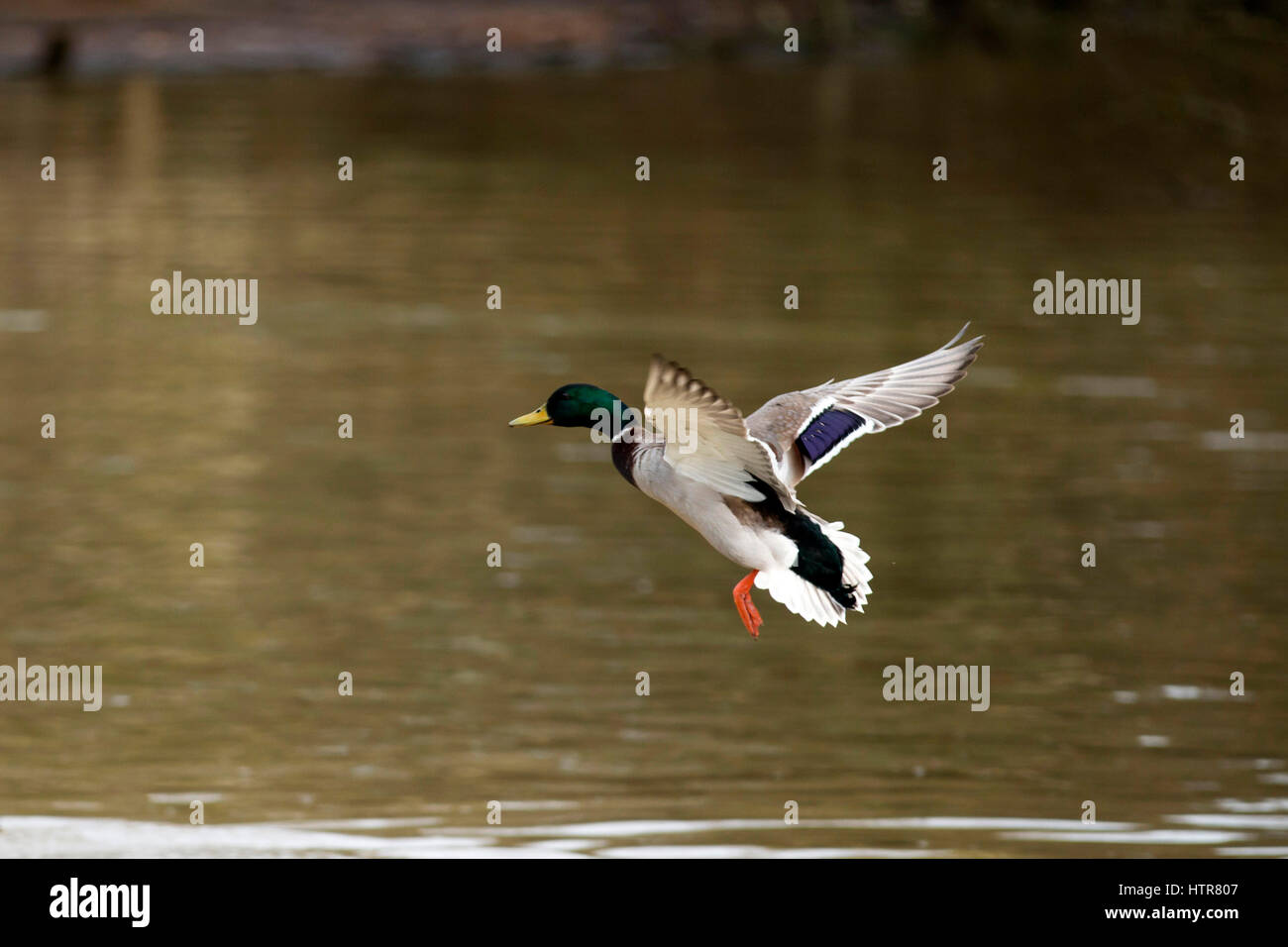 Männliche Stockente kommt ins Land an einem lokalen Teich Stockfoto