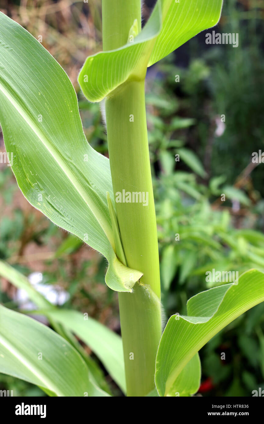 Nahaufnahme von Mais Stengel und Blätter Stockfoto