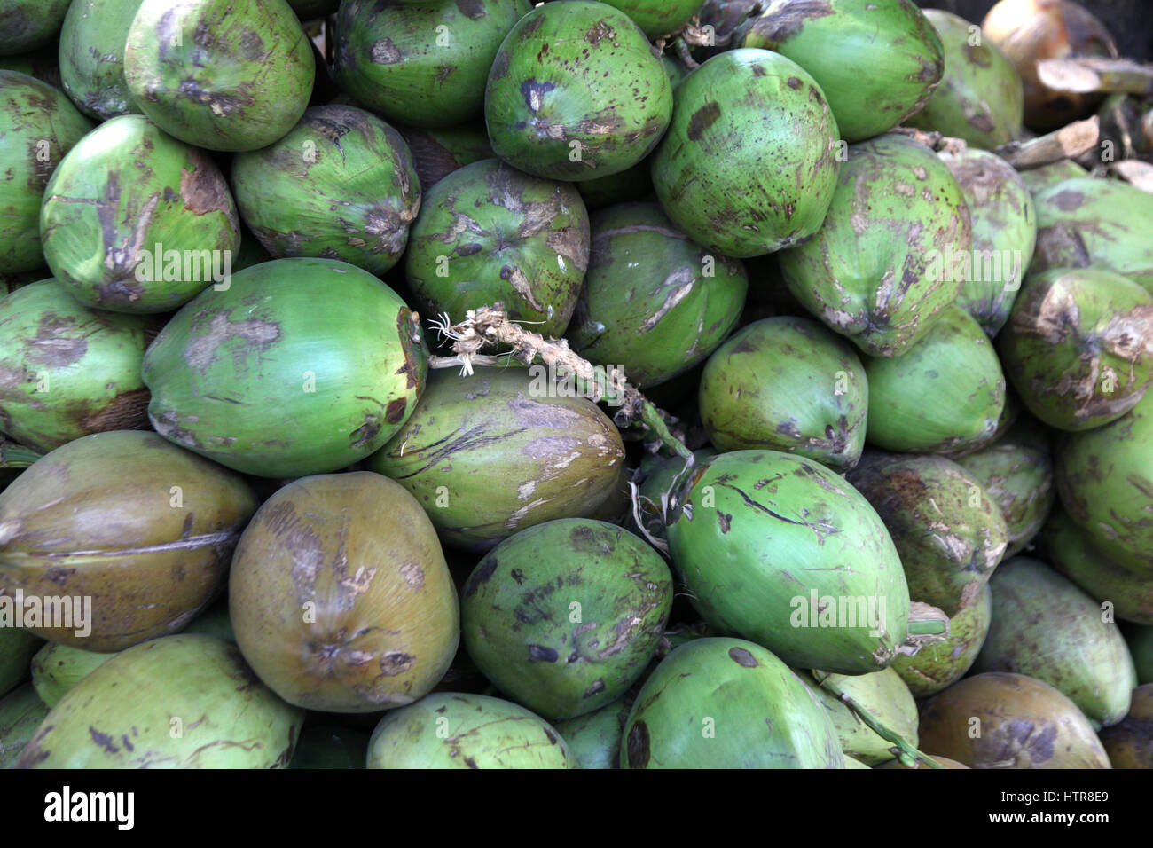 Kokosnussstrauß im Garten, Kerala (Copyright © Saji Maramon) Stockfoto