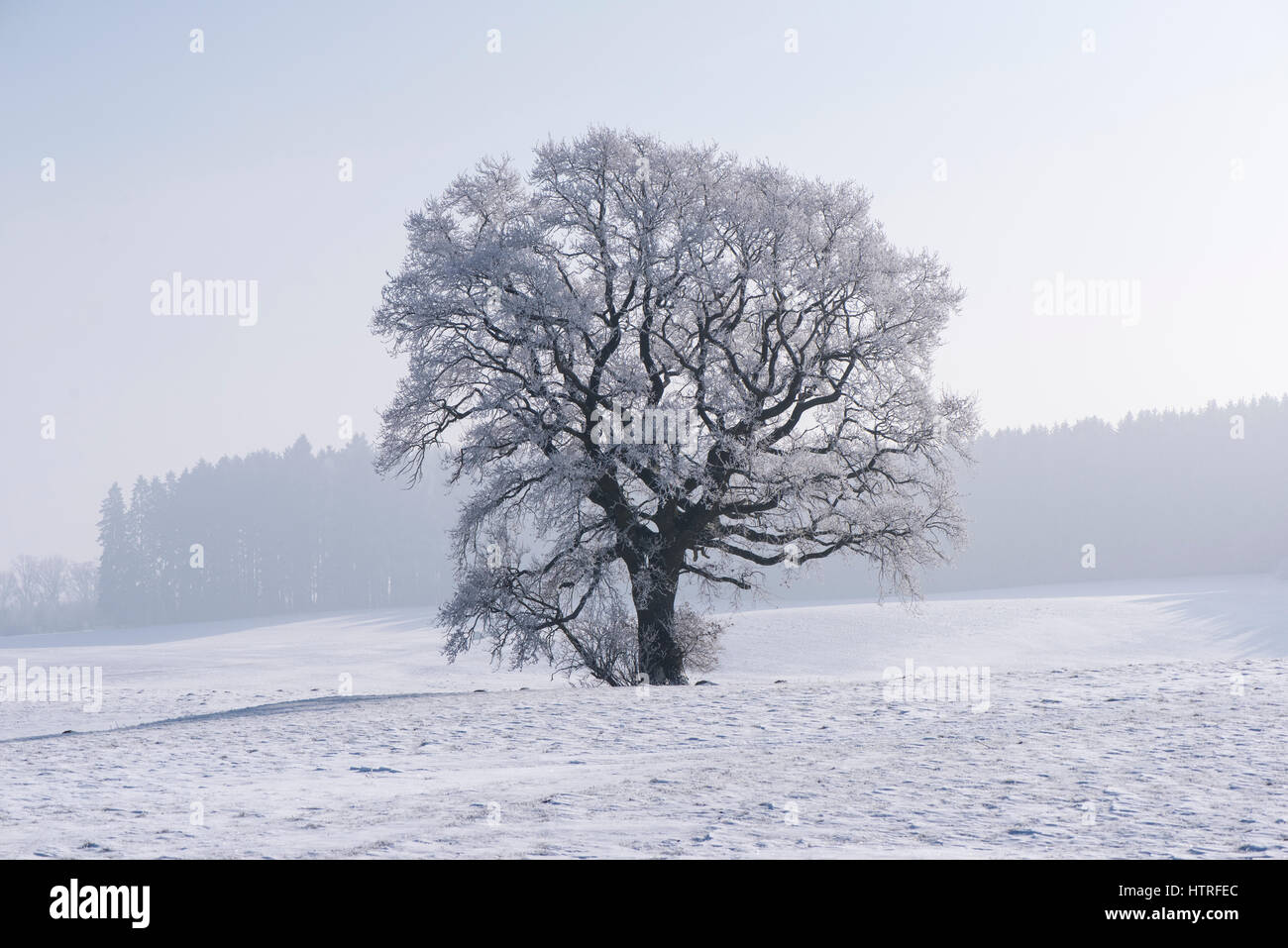 großer Baum mit Frost und Eis bei sehr kalten Wintertag Stockfoto