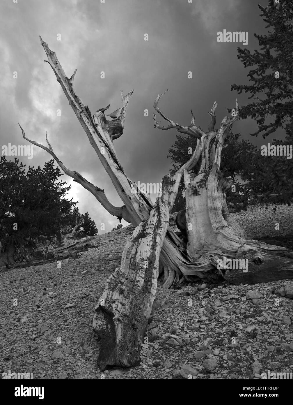 Ancient bristlecone Pine, Kalifornien Stockfoto