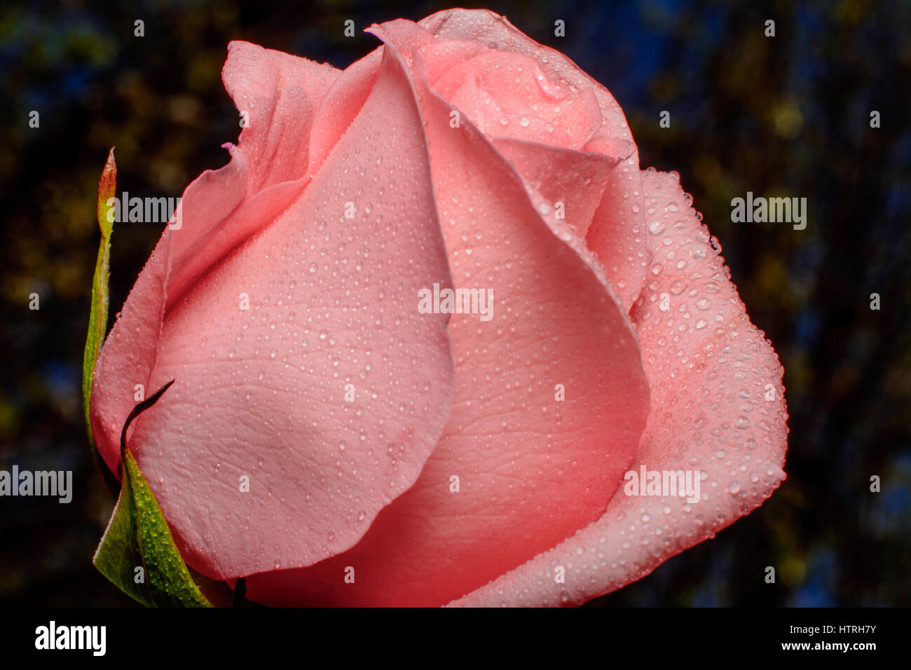 Rosa Rose auf Bokeh Backgound. Nahaufnahme mit Tautropfen Stockfoto