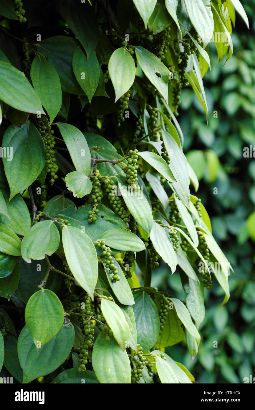 Vietnam-Landwirtschaft-Produkt für den Export, Haufen von Pfeffer mit hoher Produktivität in Pfeffer Field in Di Linh, Lam Dong Viet Nam Stockfoto