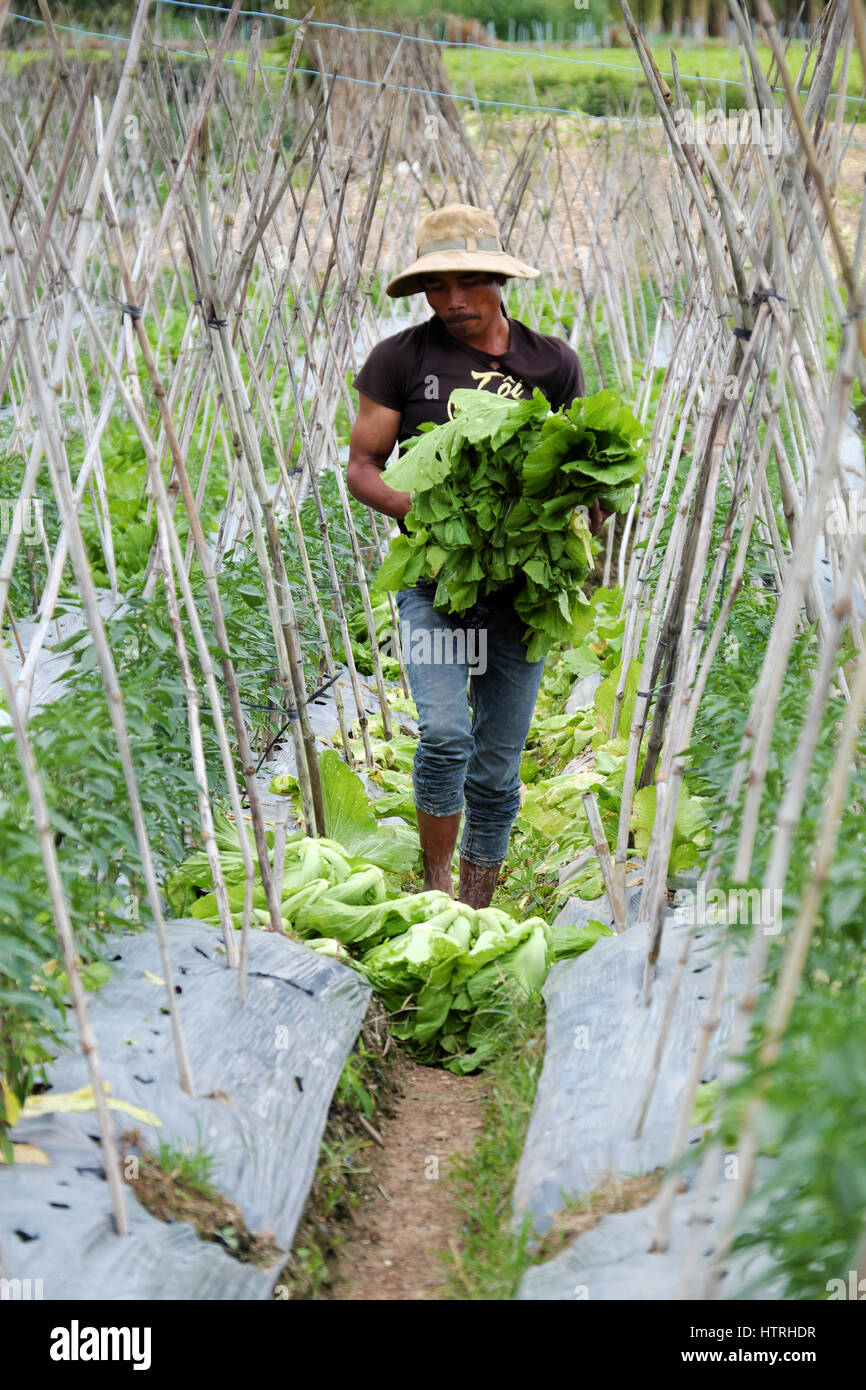 Vietnamesischen Bauern ernten Senfgrüns auf Landwirtschaft Feld für die Frühjahrssaison, Mann glücklich arbeiten im Gemüsegarten bei Lam Dong, Vietnam Stockfoto