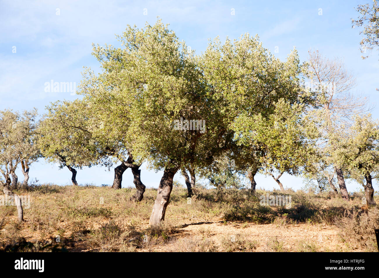 Korkeichen in Sierra de Aracena, Provinz Huelva, Spanien Stockfoto