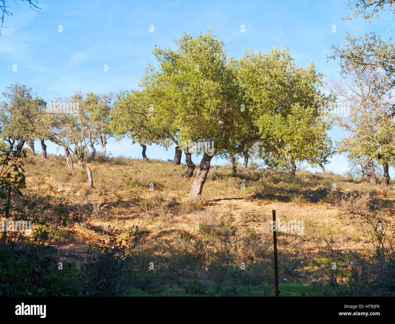 Korkeichen in Sierra de Aracena, Provinz Huelva, Spanien Stockfoto
