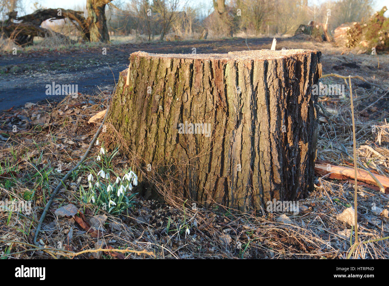 Frisch geschnittene Baumstamm und Schneeglöckchen Stockfoto