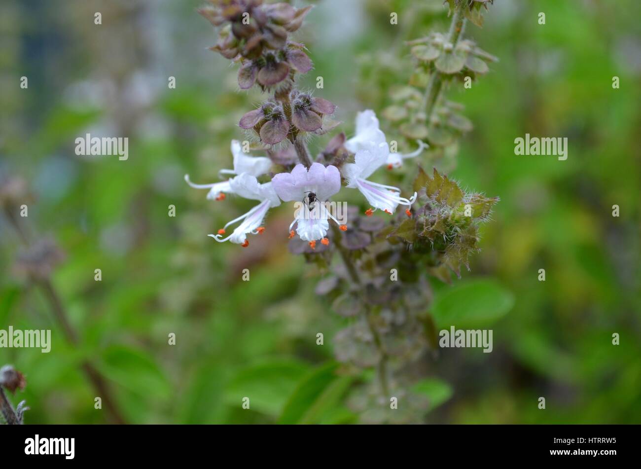 Schwarze Ameise innerhalb einer winzigen weißen Basilikum-Blume Stockfoto