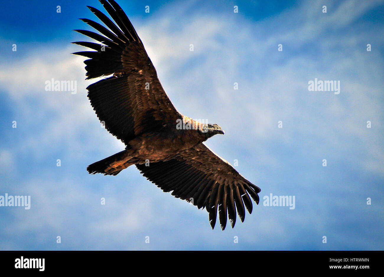 Welcher Ist Der Größte Vogel Der Welt www.alamy.de