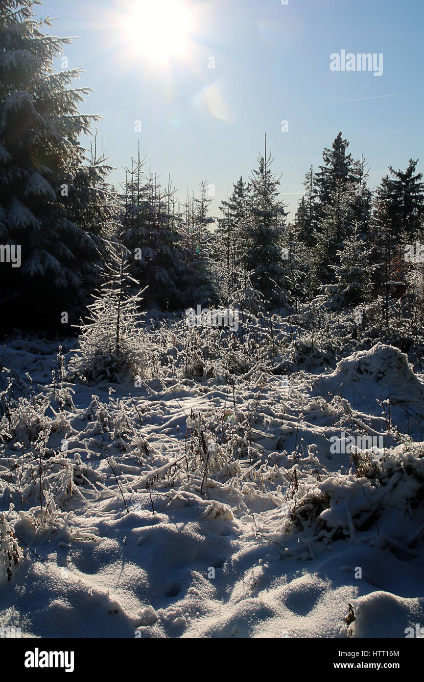 ein Wald Stimmung/Detail an einem sonnigen Wintertag Stockfoto