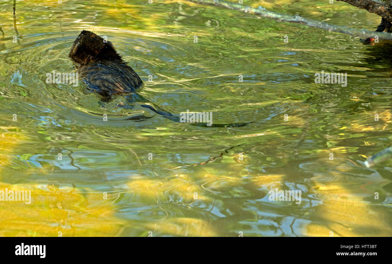 Bisamratte Ondatra Zibethica, Schwimmen im Wasser gefärbt durch Reflexionen und Unterwasser vegetation Stockfoto