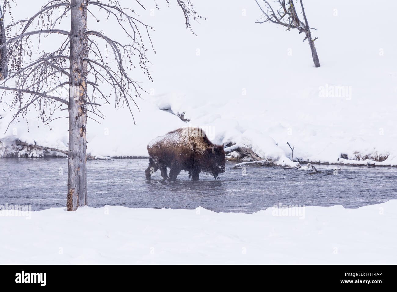 Bisons (Bison Bison) gemeinhin als Buffalo im Yellowstone Nationalpark, WY, USA den brutalen Winter zu überleben. Stockfoto