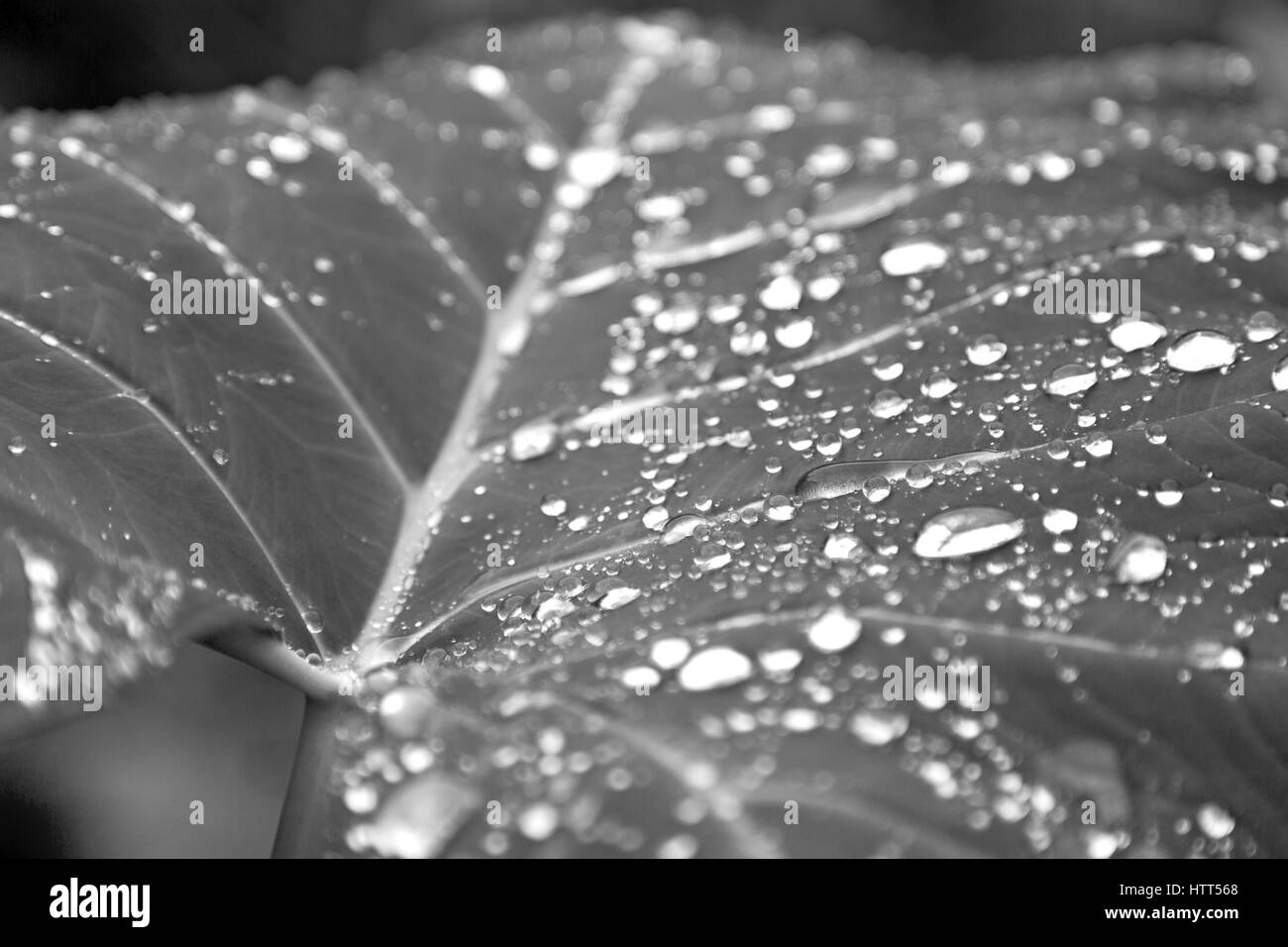 einige Tropfen in ein Blatt nach dem Regen wie Hintergrundbild Stockfoto