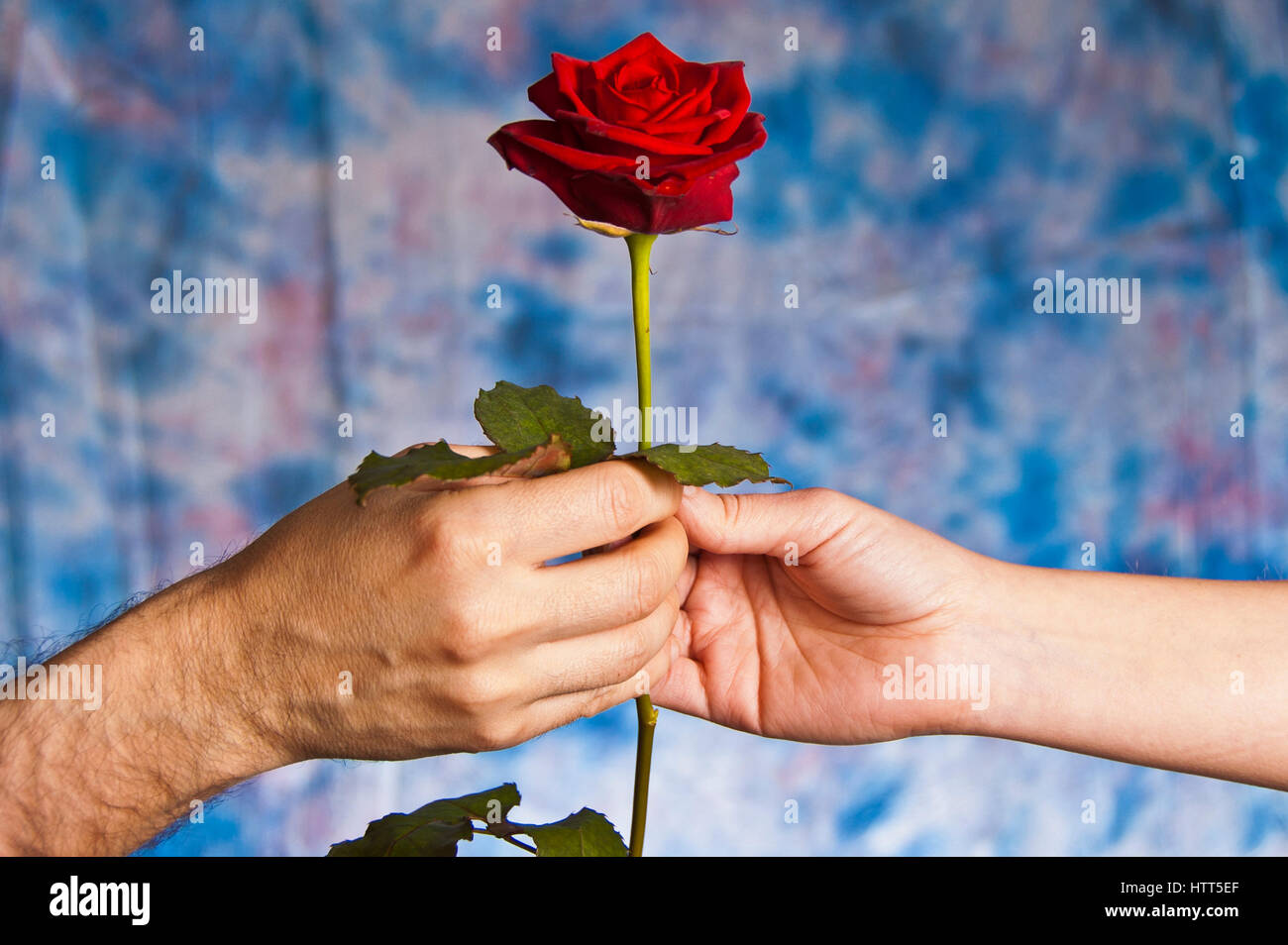 eine Rose geben zum Valentinstag Feiern der Liebe Stockfoto
