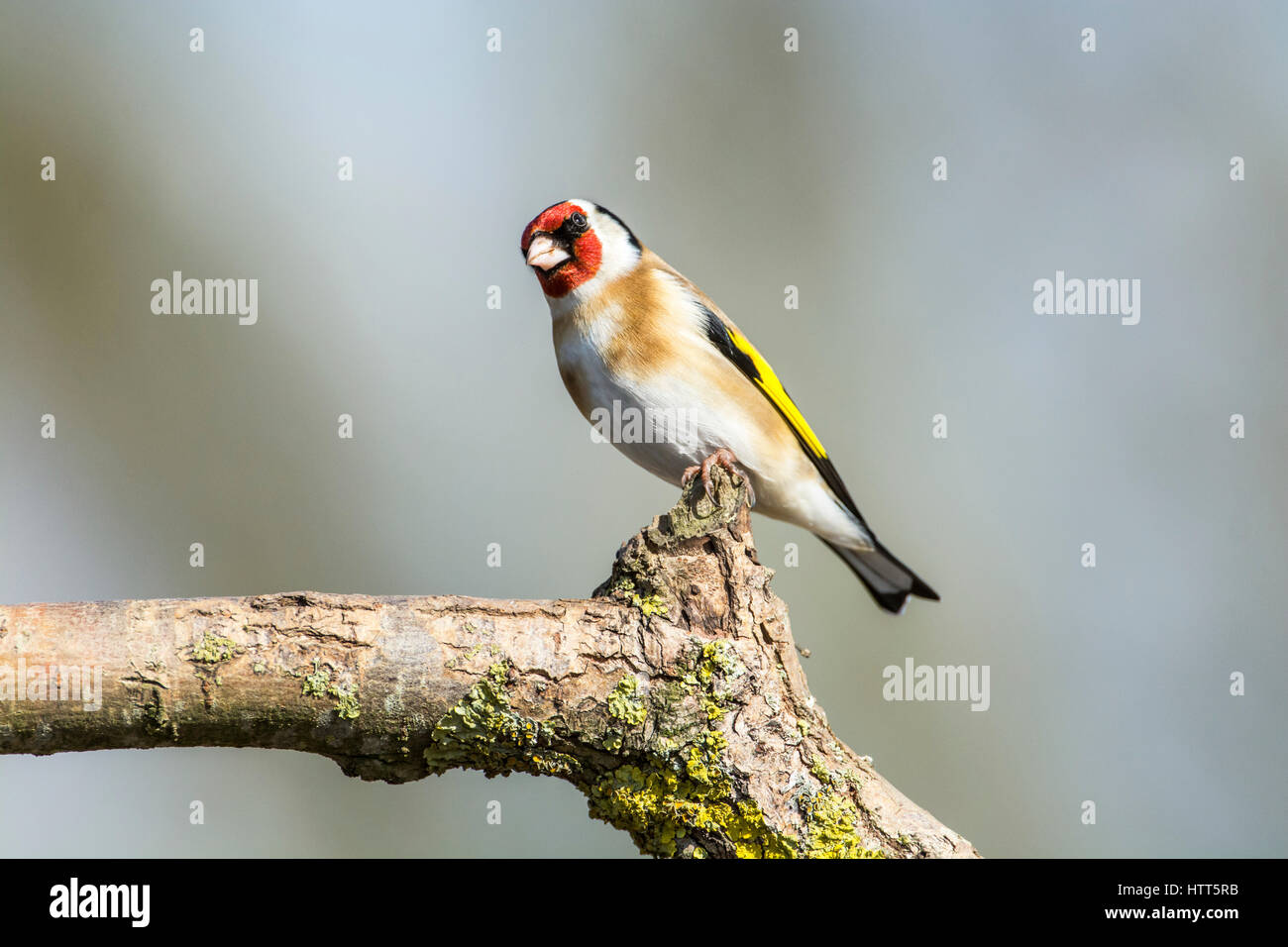 Stieglitz (Zuchtjahr Zuchtjahr) thront auf einem Ast Stockfoto